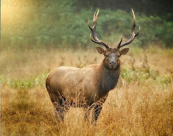 Close up of a deer