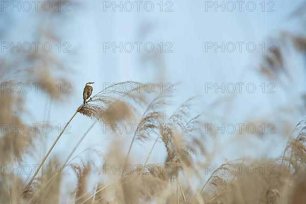 Sedge warbler