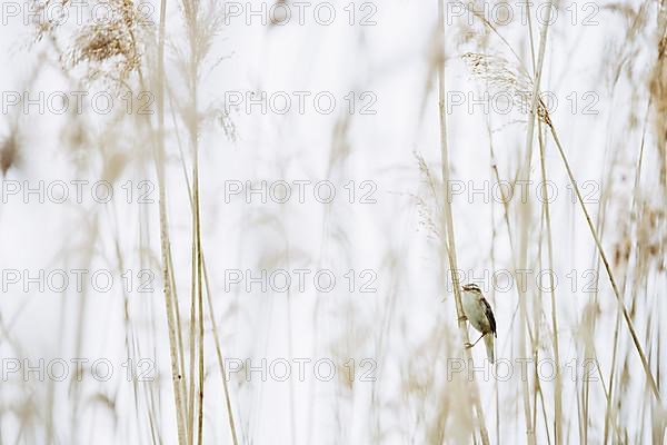 Sedge warbler