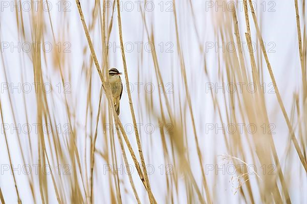 Sedge warbler