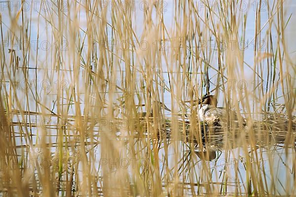 Great Crested Grebe