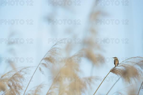 Sedge warbler