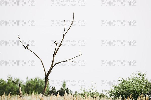 Bird sits old tree meadow. Podkarpackie. Poland