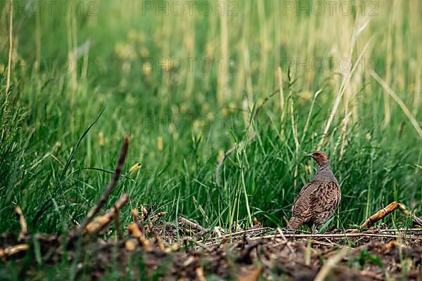 Grey Partridge