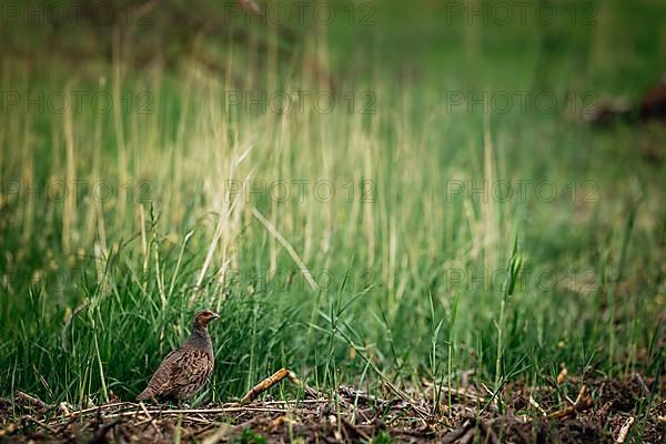 Grey Partridge