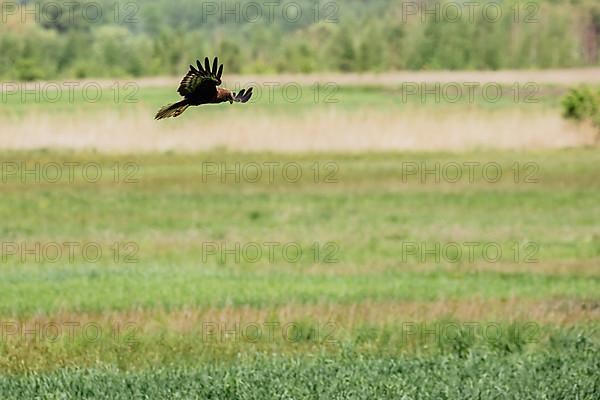 Western marsh harrier