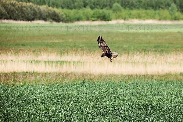 Western marsh harrier