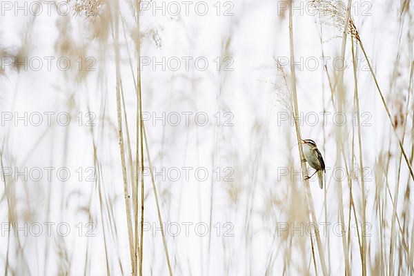 Sedge warbler