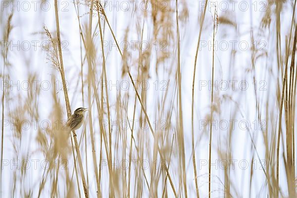 Sedge warbler