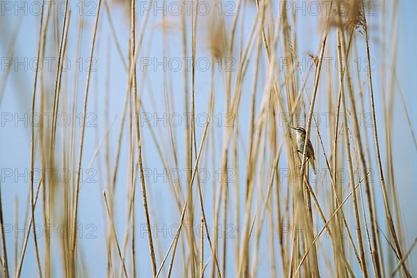 Sedge warbler