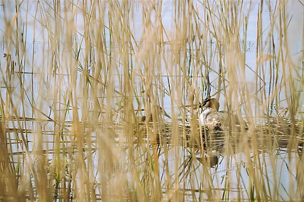 Great Crested Grebe