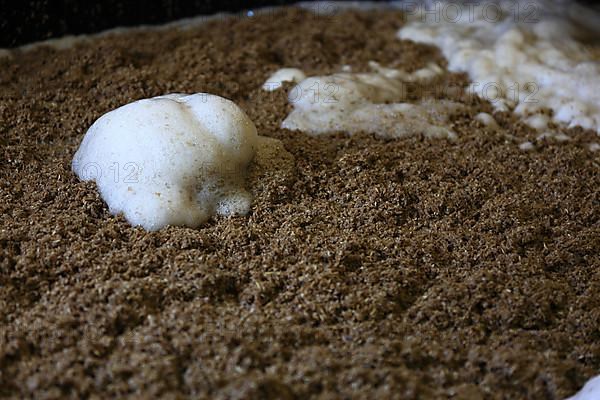 Process of mashing and fermentation in whisky