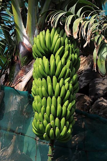 Green bananas