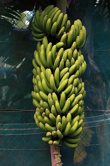 Green bananas