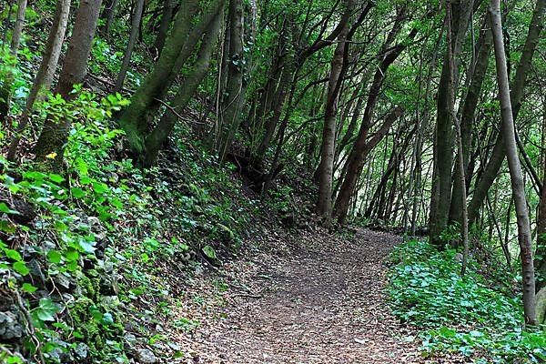 Hiking trail in the laurel forest of Los Tilos