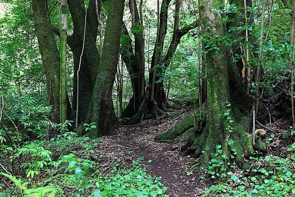 Hiking trail in the laurel forest of Los Tilos