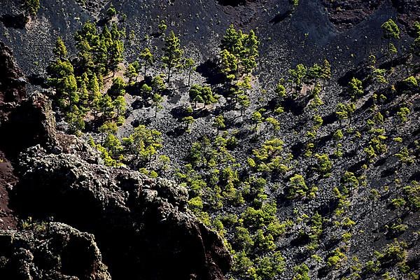 View into the crater of the volcano San Antonio near Los Canarios at Cap Fuencaliente