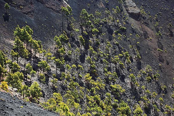 View into the crater of the volcano San Antonio near Los Canarios at Cap Fuencaliente