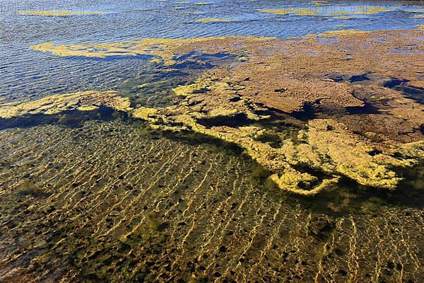 Algae in the crystallisation pool