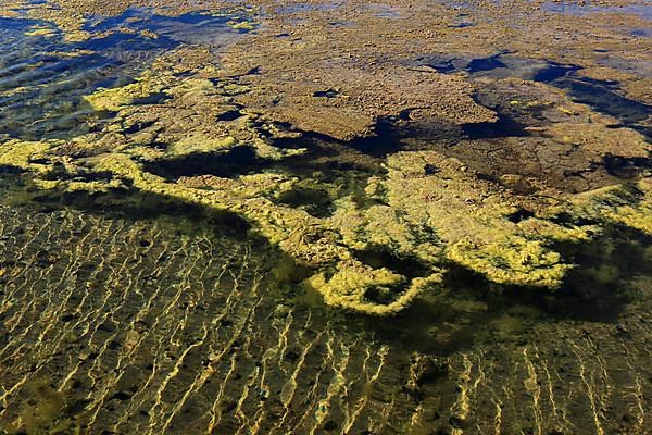 Algae in the crystallisation pool