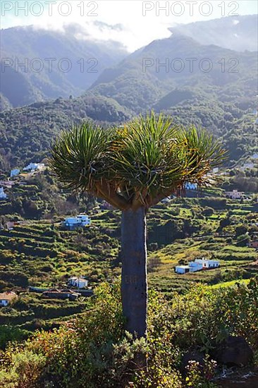 Dragon tree