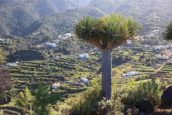 Dragon tree