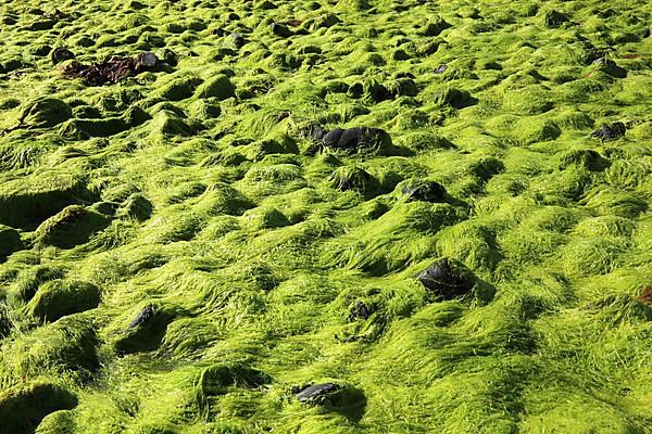 Inner Hebrides