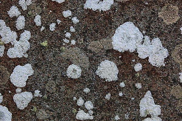 Lichens on a wall