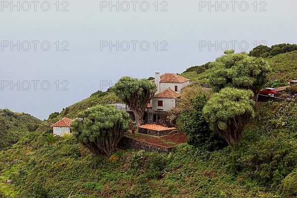 Dragon trees