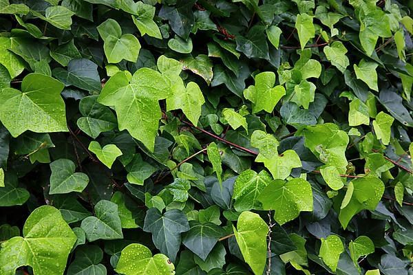 Ivy leaves