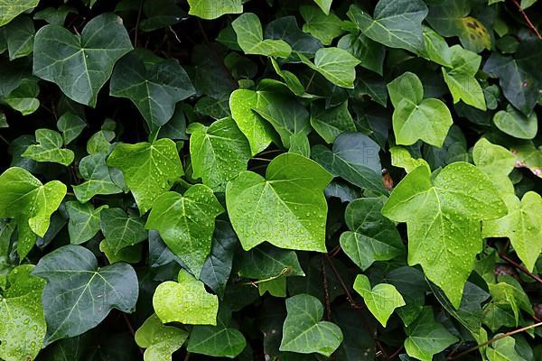 Ivy leaves