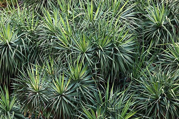 Dragon Tree