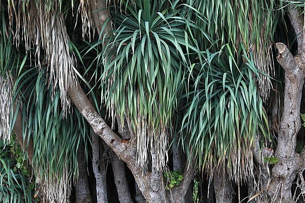 Dragon Tree