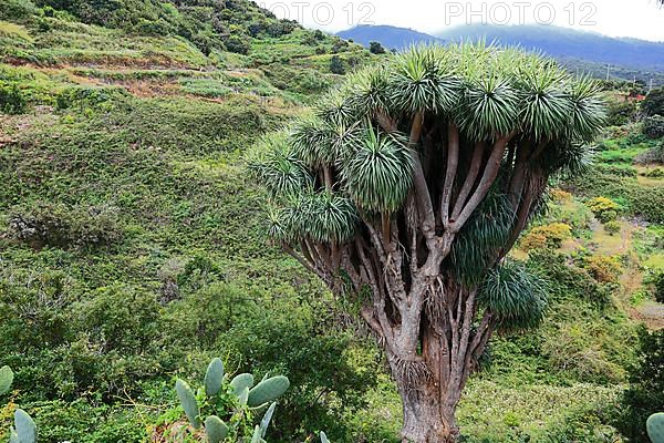 Dragon tree