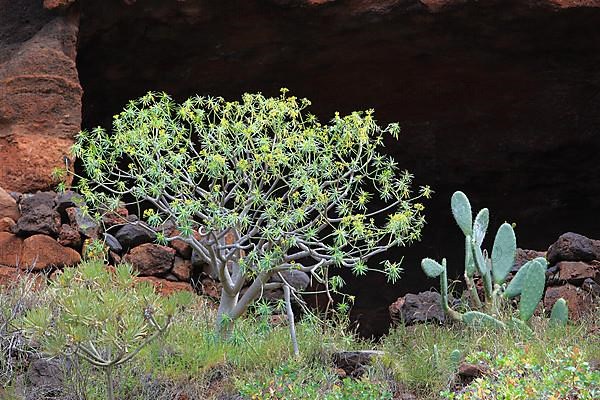 Landscape in the area of Las Cuevas de Aqua