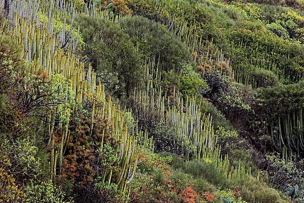 Landscape in the area of Las Cuevas de Aqua