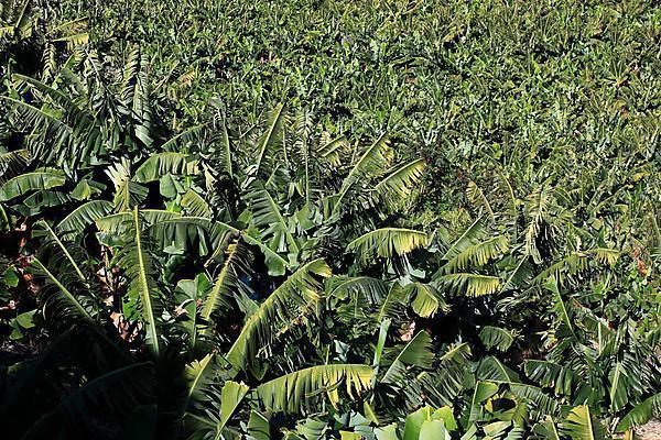 Banana plantations