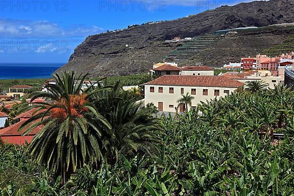 Banana plantations in the southwest of the island near Tazacorte