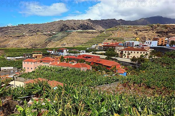 Banana plantations in the southwest of the island near Tazacorte