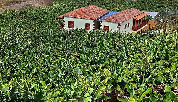 Banana plantations in the southwest of the island near Tazacorte