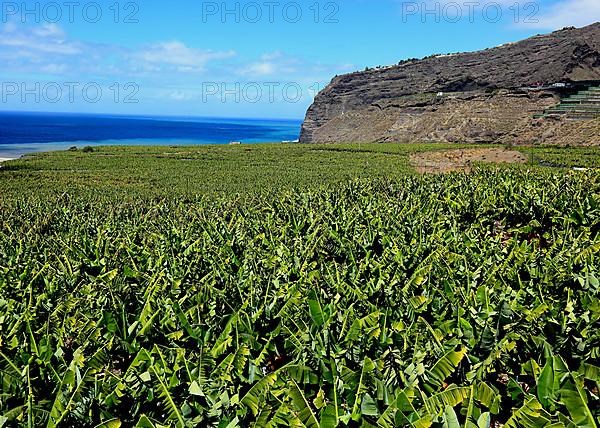 Banana plantations in the southwest of the island near Tazacorte