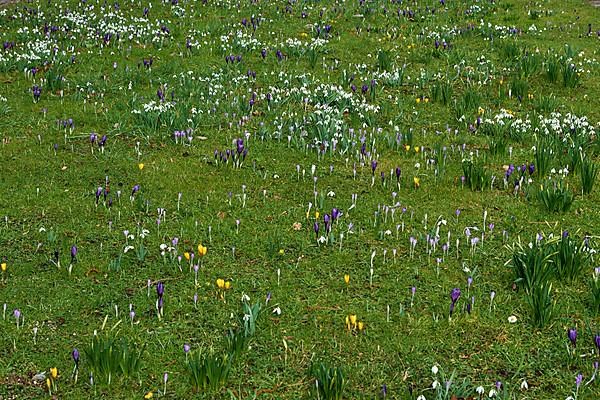 Meadow with crocuses