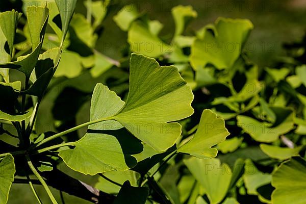 Ginkgo