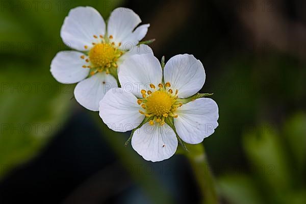 Wild strawberries blossom in the garden