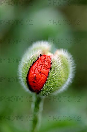 Poppy bud