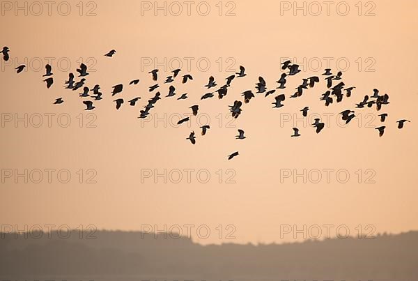 Lapwing