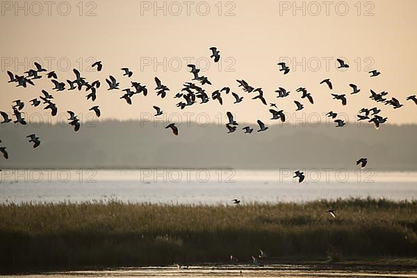 Lapwing