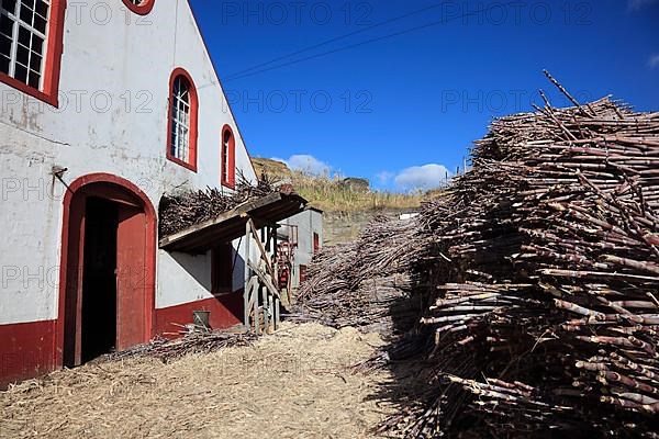 Cut sugar cane