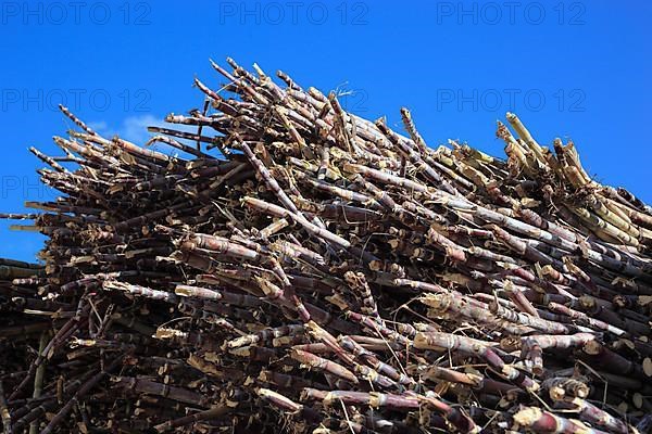 Cut sugar cane