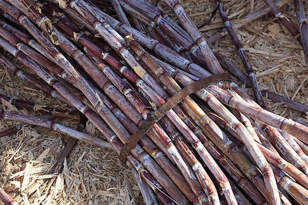 Cut sugar cane